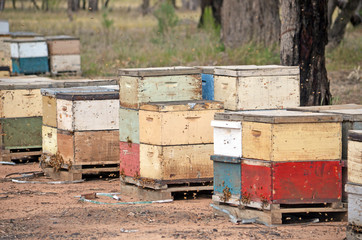 Colorful wooden bee boxes in woodland in rural NSW, Australia