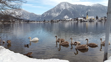 Schw&auml;ne am See
