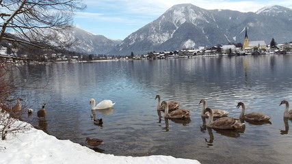 Schw&auml;ne am See