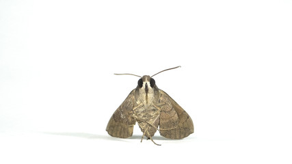 European gypsy moth isolated on white background