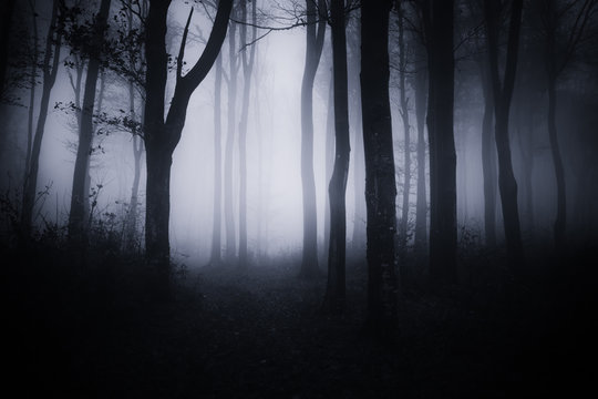dark halloween forest landscape