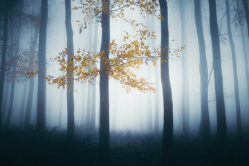 Obraz premium magical autumn forest with colorful tree glowing in dark fog