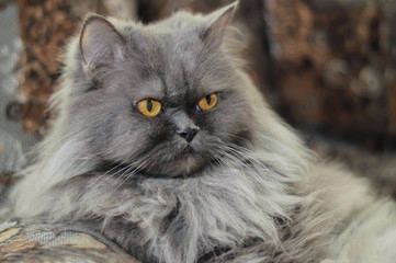 beautiful cat resting