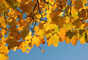 Fototapeta na wymiar A close-up image of colourful Autumn leaves.