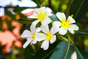 white and yellow plumeria frangipani flowers with leaves