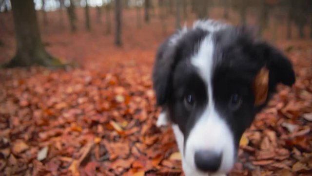 puppy border collie lying in autumn leaves
