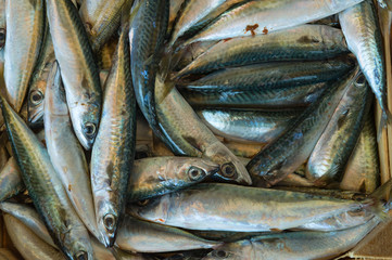 Auf dem Fischmarkt in Istanbul/TR
