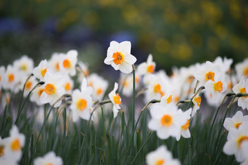 Fototapeta premium flower garden