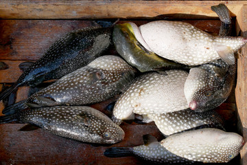 Fresh Puffer fish. Puffer fish or blowfish sell in fish market. There is no known antidote for its poisonous liver.
