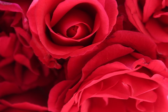 Blurred roses backdrop background. Red roses close up. Rose texture photo.
