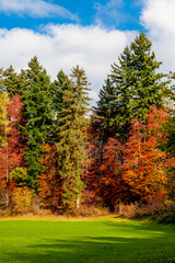 Beauty nature forest landscape. forest landscape under sunlight