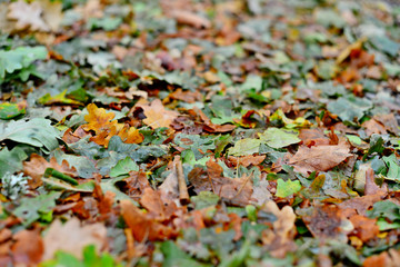 Autumn forest fruit background. Acorns on tree bark and autumn colorful leaves with copyspace. background and texture of trees, bark and boards