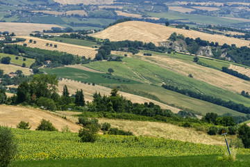 Fototapeta premium Summer landscape near Monterubbiano (Fermo, Marches)