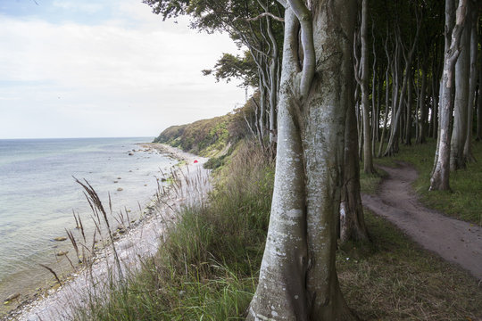 Path above the sea through the forest, Baltic Sea, Hoellenliet, Wittow Peninsula, Island of Ruegen, Mecklenburg West-Pomerania, Germany