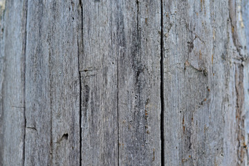 Autumn forest fruit background. Acorns on tree bark and autumn colorful leaves with copyspace. background and texture of trees, bark and boards