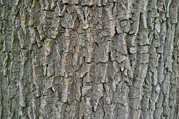 Autumn forest fruit background. Acorns on tree bark and autumn colorful leaves with copyspace. background and texture of trees, bark and boards