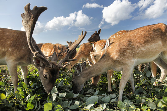 Grazing deers and elks, Baltic Sea, near Preetz, Island of Ruegen, Mecklenburg West-Pomerania, Germany