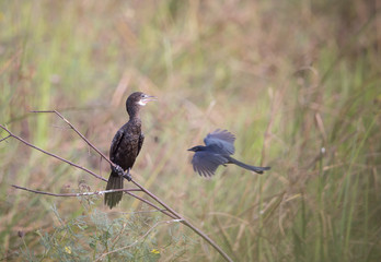 Cormorant with Black Drongo in the meadow.