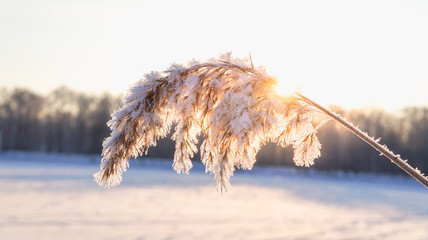 Winter beautiful landscape with sun, heavy frost and fog.
