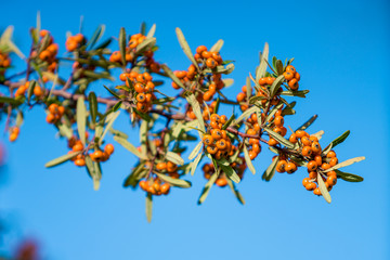 Pyracantha coccinea. berries on a branch