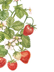 Vertical banners with ripe red berry strawberry on white background. Design for packaging, natural cosmetics, health care products. With place for text.