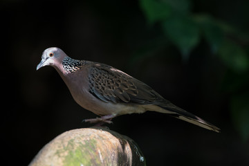 Turtle Dove close-up sits on a branch. A beautiful bird full-length