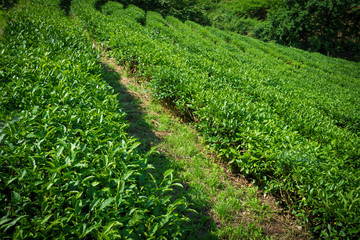 Fototapeta na wymiar Tea plantation. Nature background