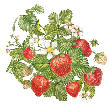 Strawberry leaves with flowers and ripe berries. Bright composition of a strawberry bush. Hand drawn watercolor painting illustration.