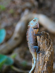 iguana on a wooden branch