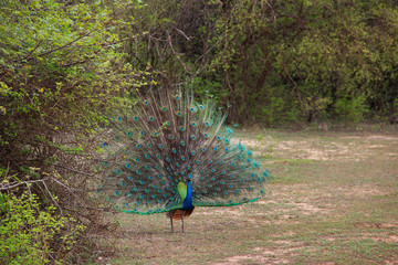 Obraz premium peacock with a beautiful, wide-spread tail