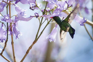 colibrí libando un  jacarandá © mariotarante