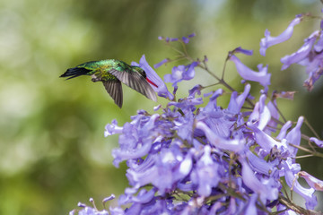 colibrí libando jacarandá