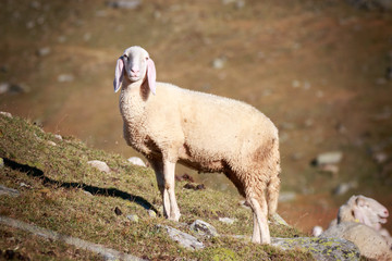 Fototapeta premium pecora in alta montagna