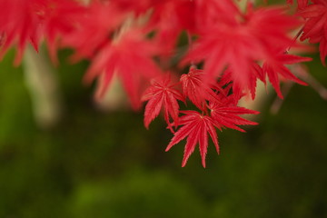 春の赤いカエデ