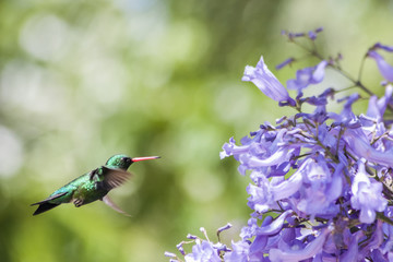 colibrí y jacarandá © mariotarante