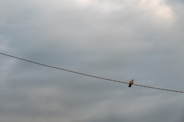 Pigeon on telephone line