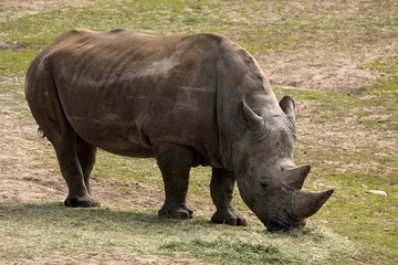 Foto op Plexiglas A Rhino grazing © Johan