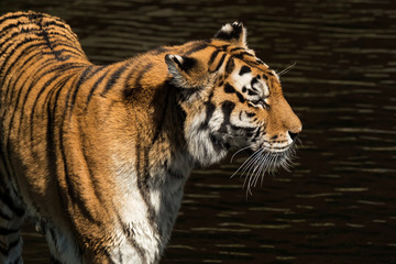 Tiger by water
