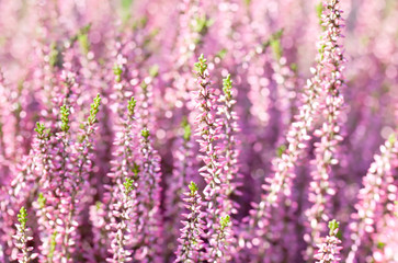 Obraz premium Violet Heather flowers field Calluna vulgaris. Small pink lilac petal plants, soft background. shallow depth of field.