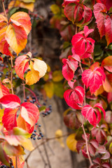 Leaves have turned red during a few weeks in the autumn season , Close up view of Hedera helix, english ivy,with text space