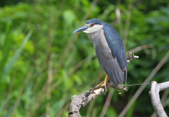 Adult night heron sits on a branch on a blurred green background