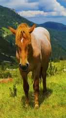 Fototapeta na wymiar Beautiful landscape with wild horse in the mountain