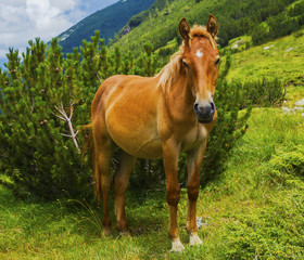 Obraz premium Beautiful landscape with wild horse in the mountain