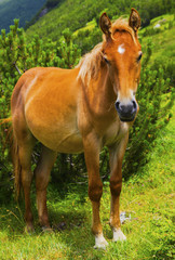 Fototapeta premium Beautiful landscape with wild horse in the mountain