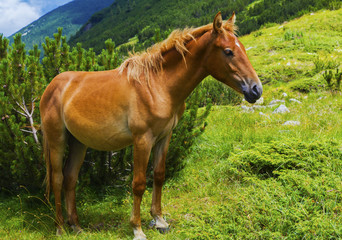 Naklejka na ściany i meble Beautiful landscape with wild horse in the mountain