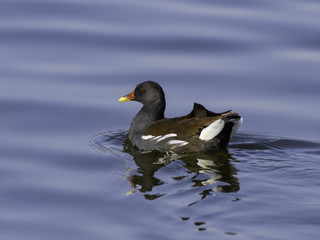  Common Moorhen Swimming in Blue Water