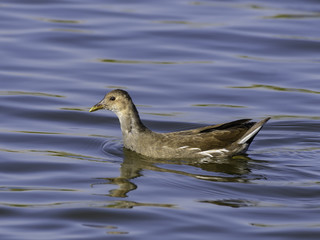  Juvenile Common Moorhen Swimming