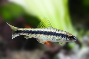 Crossocheilus siamensis Sae algae eater fish, freshwater tank landscape, close-up photo, selective focus