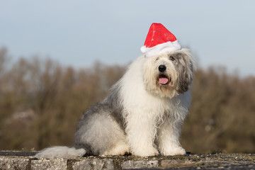 Weihnachten mit Hund