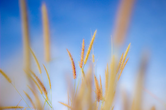 The soft feathered grass has a scientific name, Pennisetum pedicellatum Trin.